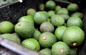 Westfalia fruit