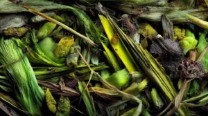 Plant Crop Waste