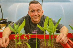 Ginger Plantation Hydroponic Farming