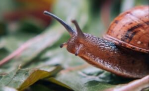 Slug monitoring using AI