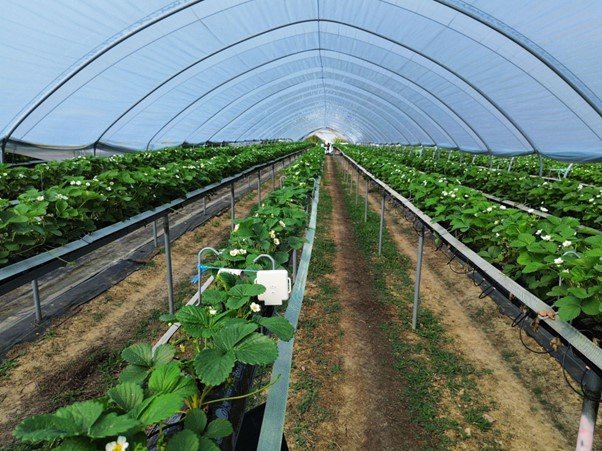 Dole Agritech