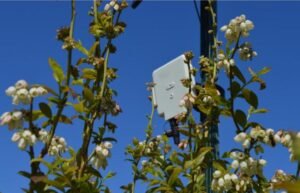 Bee acoustic technology