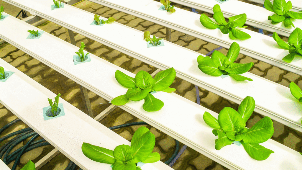 Urban farming
