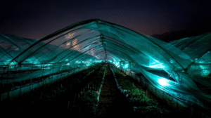 UV lighting in polytunnel