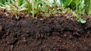 Soil carbon