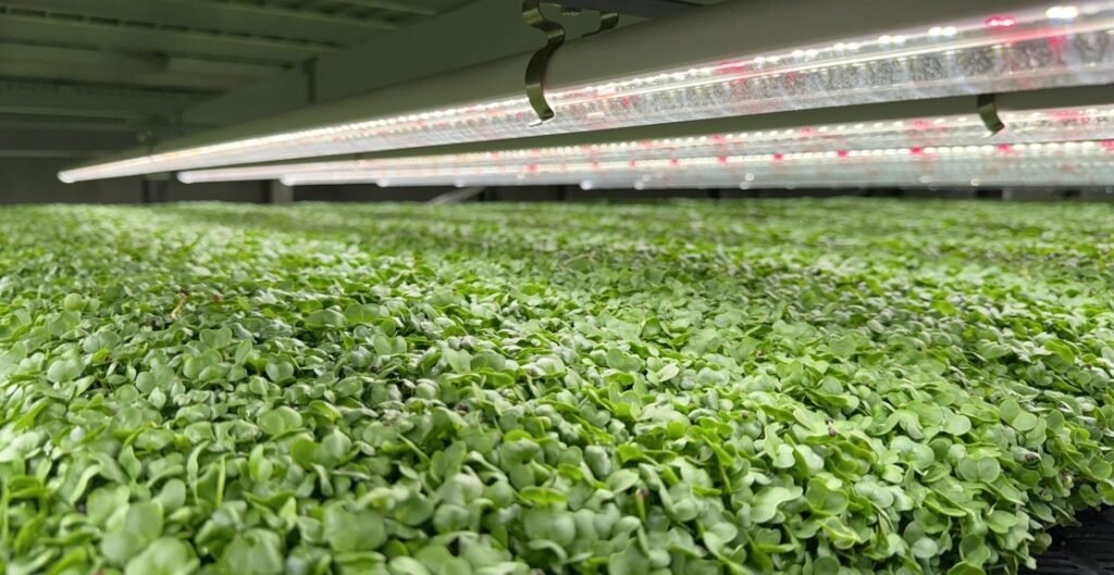 Vertical farming
