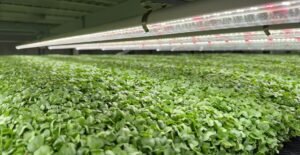 Vertical farming