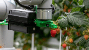 Raspberry-harvesting robot