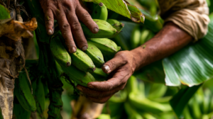 Bananas